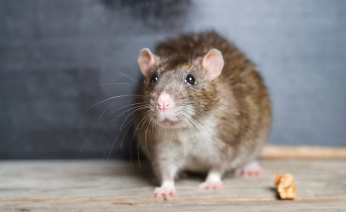 Experts warn of rise in ‘mutant super rats’ invading homes