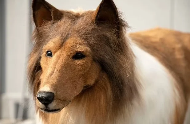 Man spends $20K to transform into a dog now wants to become another animal
