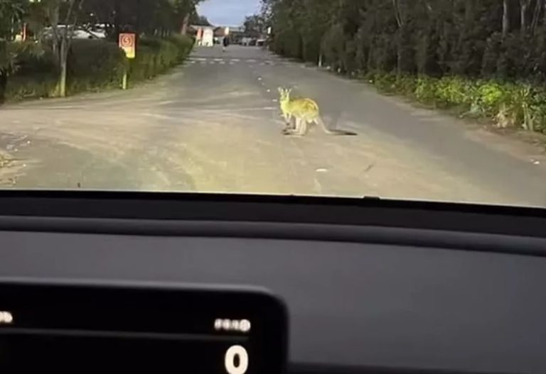 Tesla driver hit by kangaroo faces big Bill despite no car damage