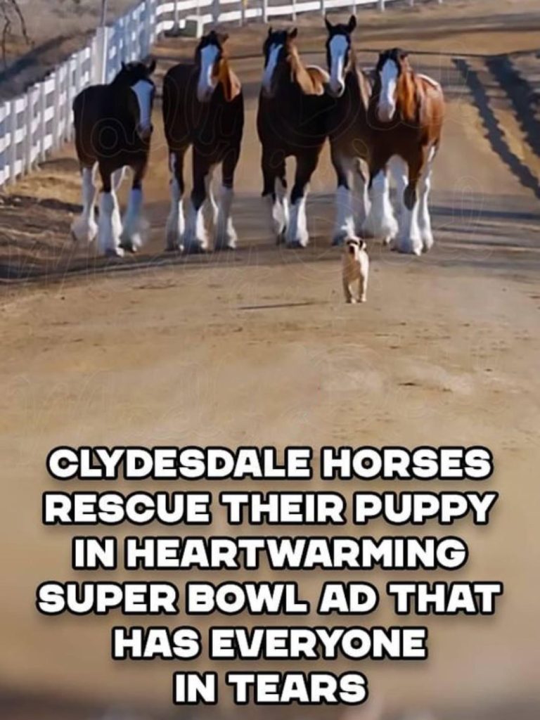 Clydesdale Horses Rescue Their Puppy in Heartwarming Super Bowl Ad That Has Everyone in Tears