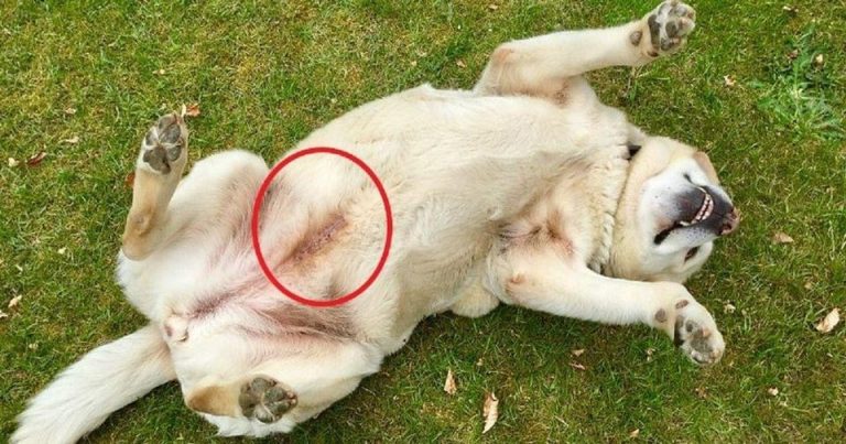 What A Blue Line Tattoed on a Dog means