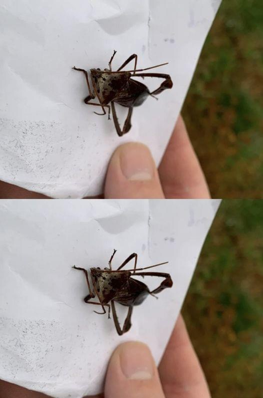 This summer these bugs will be everywhere! If you ever get stung, DON’T IGNORE