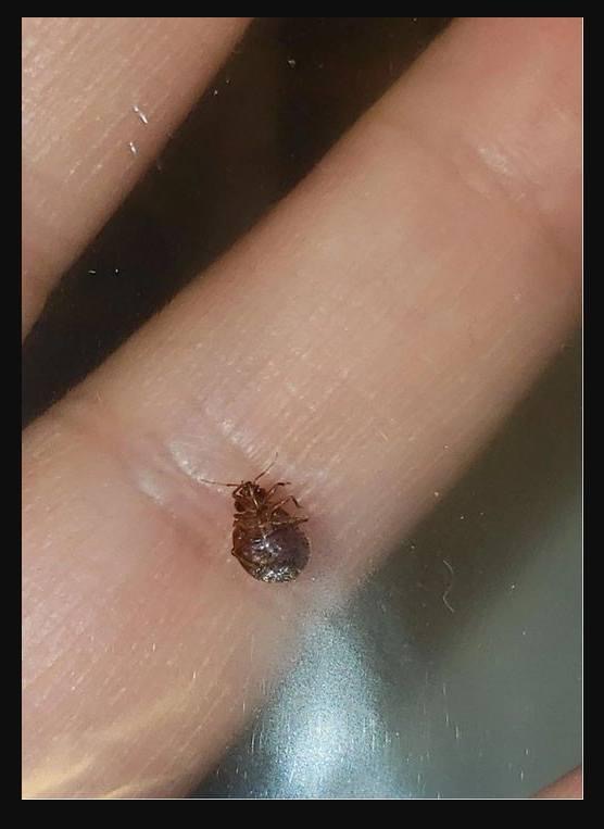 Is this a tick or a bed bug? Found it on our couch. We have NO idea where it came from. Should we be worried or no?