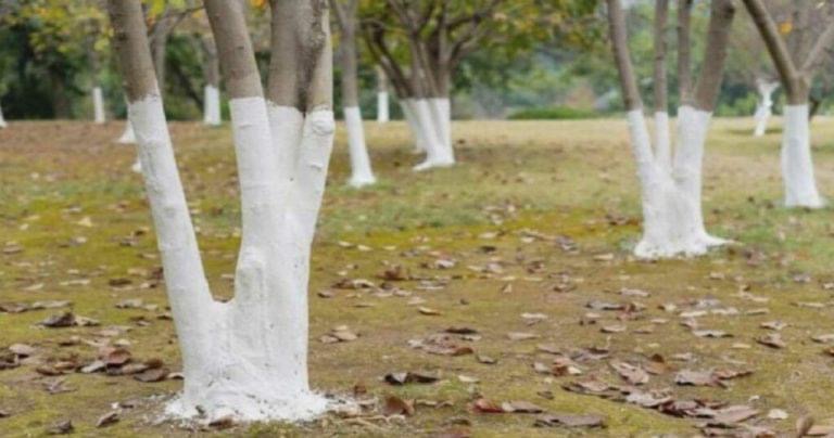 Why are some trees painter white?