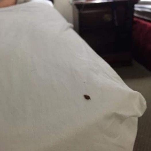 We found this in our bed. My husband and I are freaking out. A couple of