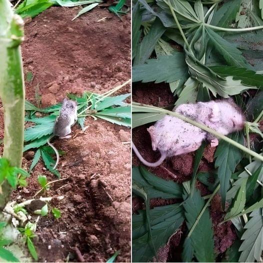 Wild Mouse Goes Through “Rehab” After Eating Cannabis Plant