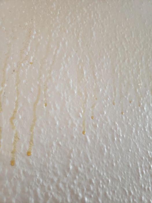 Yellow Stuff Starts Dripping Down Your Bathroom Walls? Here’s What It Might Be