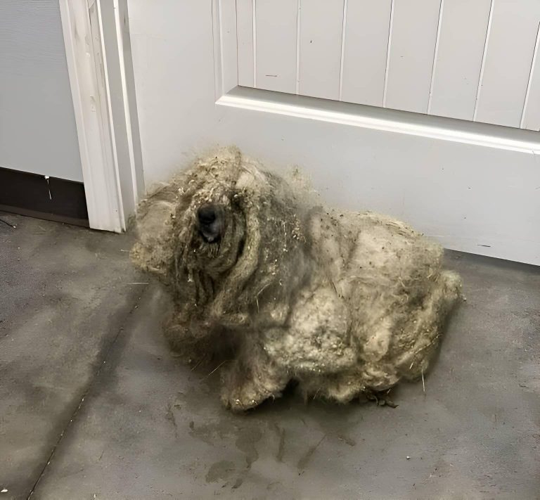 Shelter rescues neglected dog covered in three pounds of matted fur — he looks completely different after makeover