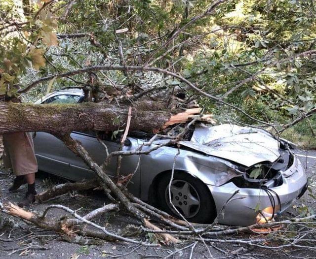 Beloved comedian died today in a tragic accident after a large tree branch fell on top of him