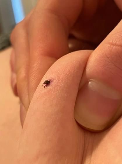 Can anyone tell if this is a tick or not? I also found two of these in my house living room where I have a dog. Is my house infested?