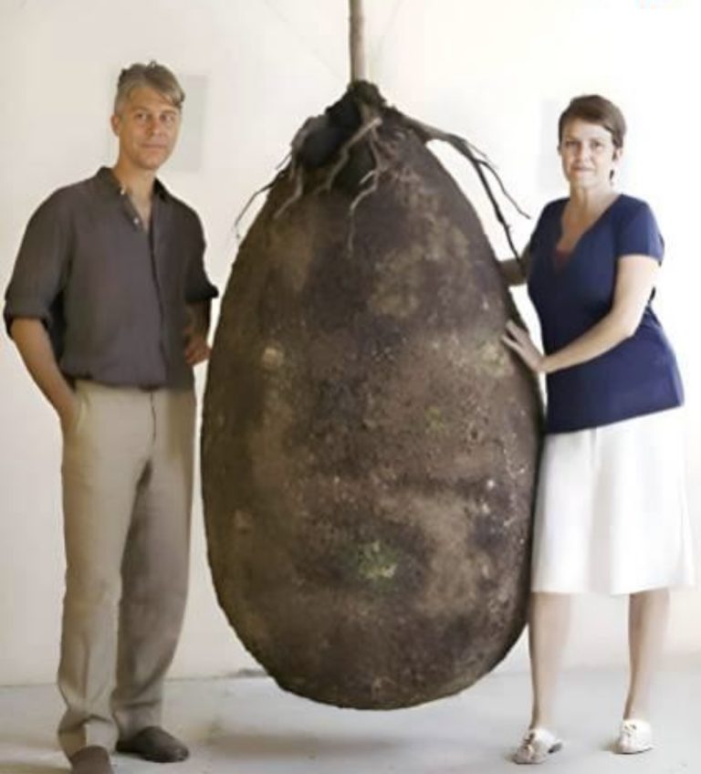 Goodbye to funeral with a coffin. In the future, this organic bag will turn a person into a tree when they leave this world.