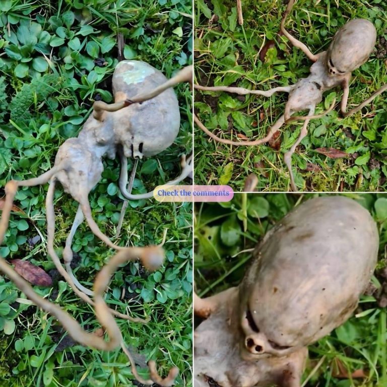 Strange Object Found in Woman’s Garden