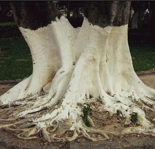 If you spot white-painted trees, you had better know what it means