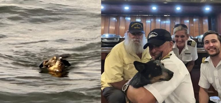 Dog spotted in water during dinner cruise: yacht crew jumps into action to save her life