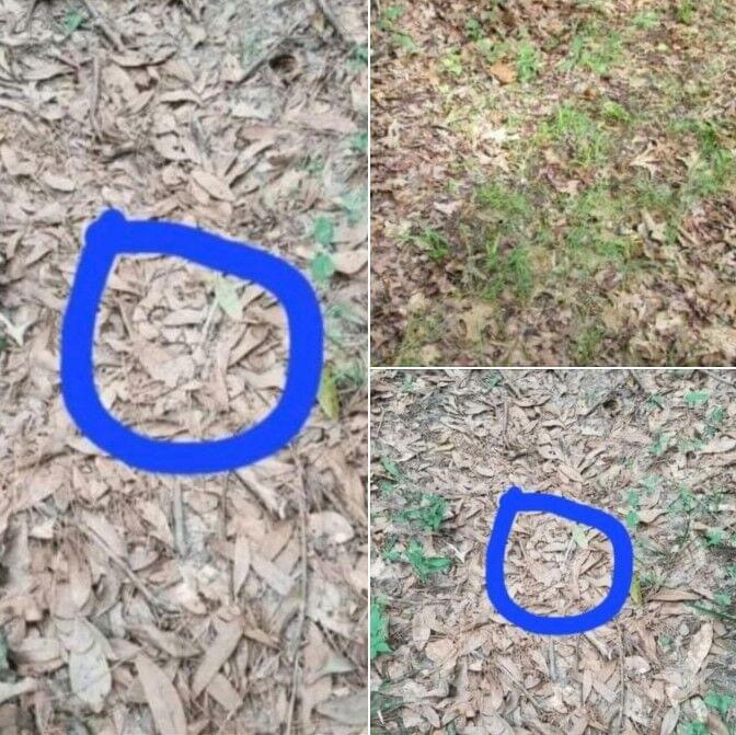 If you see leaves that look like this while out walking, you had better know what it could mean