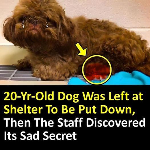 20-Yr-Old Dog Was Left at Shelter To Be Put Down, Then The Staff Discovered Its Sad Secret