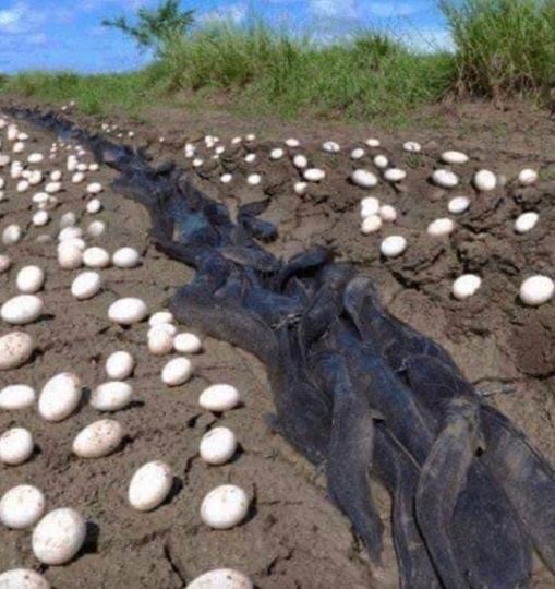 Farmer Finds Hundreds Of Strange Eggs In His