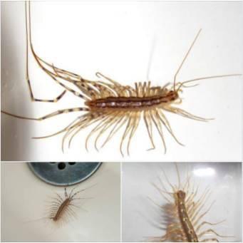 Why you should not kill a house centipede if you find one inside your house