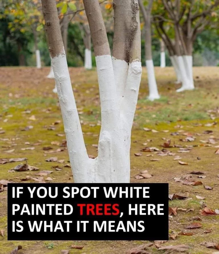 What’s the Reason Behind Painting Trees White?