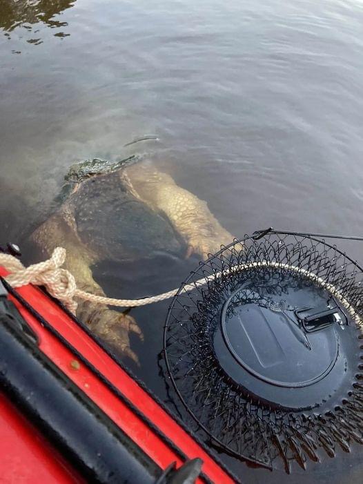 River creature with enormous ‘bear-like’ claws ‘freaks out’ kayakers