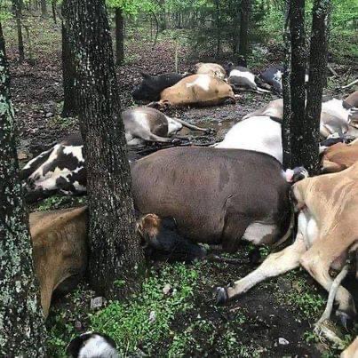 Farmer finds pasture empty, sees all