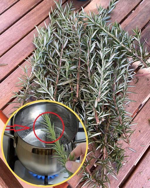 Boil 10 Sprigs of Rosemary at