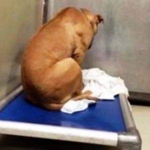 Dog Is Broken After His Adoption Falls Through, So He Stares At A