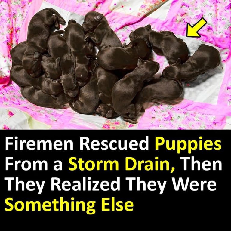 Firemen Rescued Puppies From a