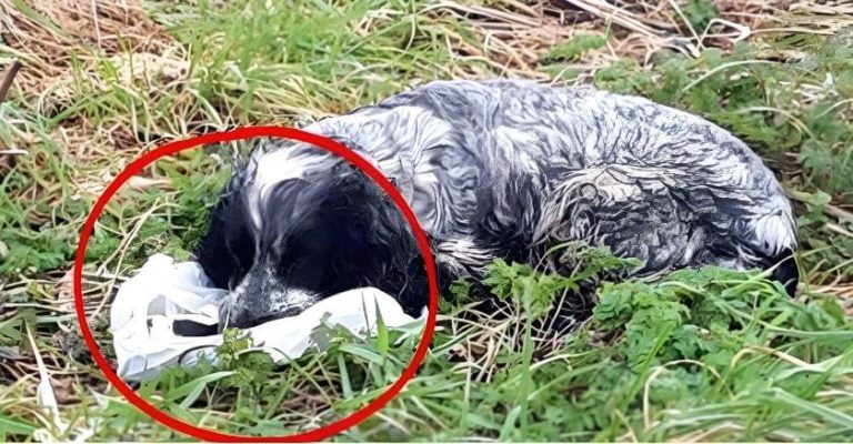 Bikers found an ABANDONED DOG holding a plastic BAG in his