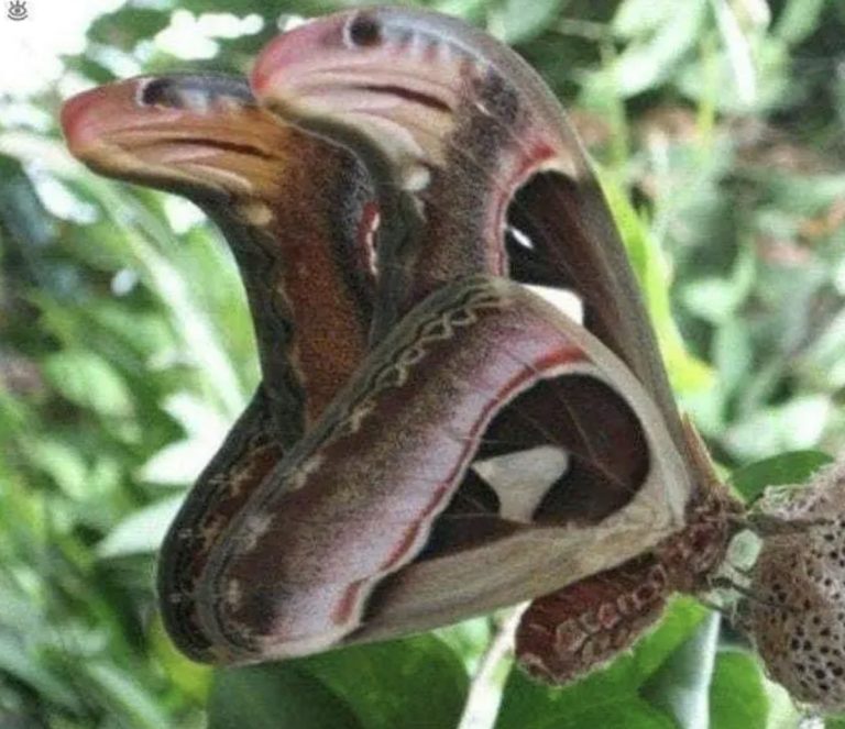 The Atlas moth disguises