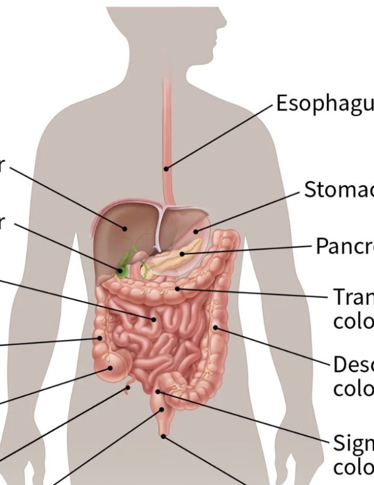 Cᴀɴᴄᴇʀ in the stomach develops silently. These are the first