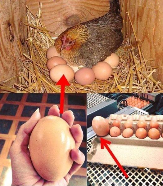 Farmer found a ‘Huge Egg’ under a