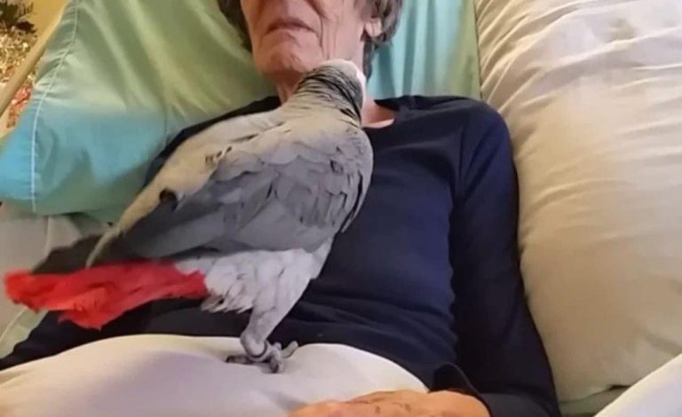 DYlNG woman says final goodbye to her parrot: The bird’s instant reaction leaves us in tears.😢