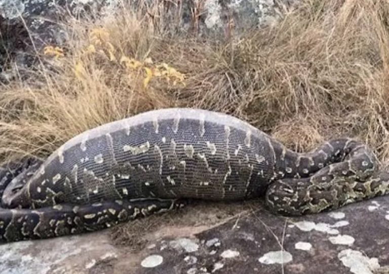 (VIDEO)Giant Snake