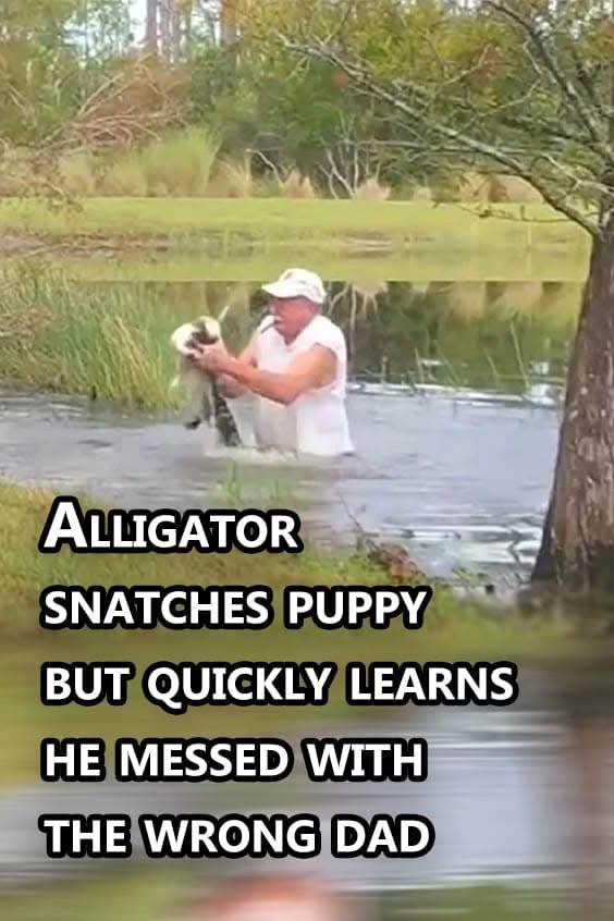 VIDEO)Alligator snatches