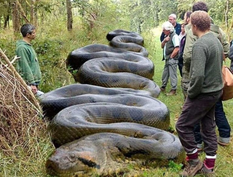 Hiker finds massive ‘beast’ hiding along