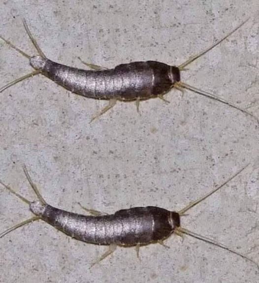 Silverfish: if This Animal Comes to Your Home