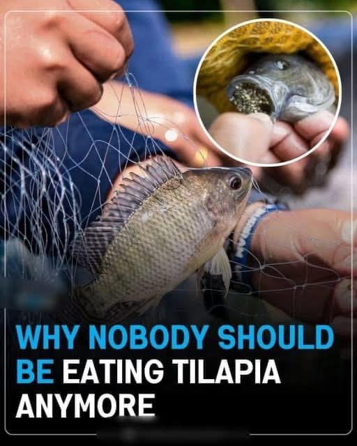 Why Nobody Should Be Eating Tilapia Anymore