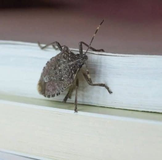 If you notice this insect in your home, you should go