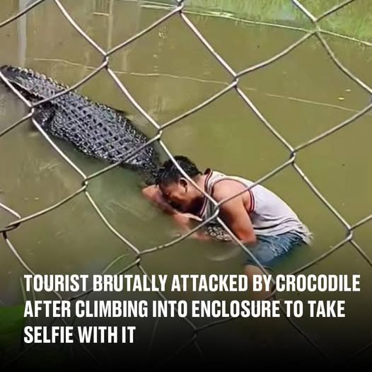 Tourist’s selfie stunt in crocodile enclosure takes