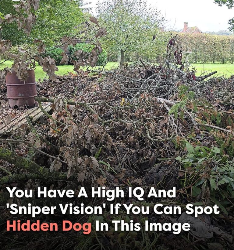 Can you spot the hidden dog? Only