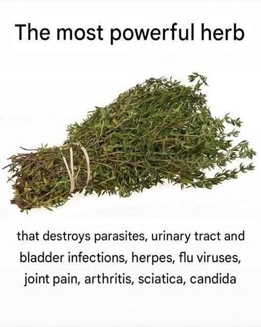 THE MOST POTENT HERB THAT DESTROYS PARASITES,