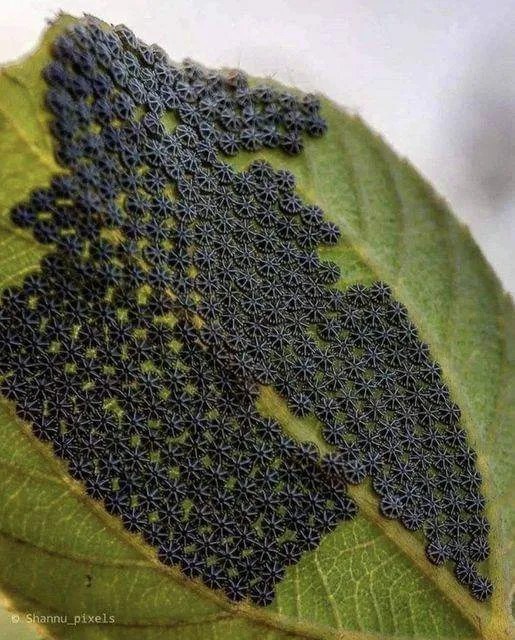 Don’t even touch these if you notice them on your plants