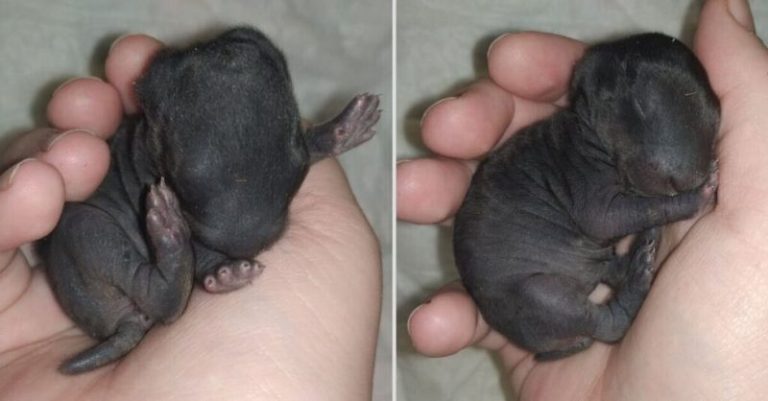 The Tiny Mystery Creature That No One