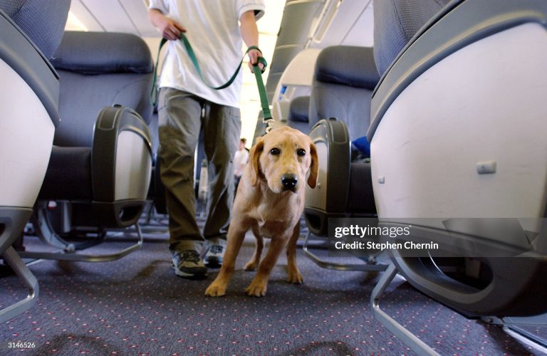 When the Airport Service Dog Lunged at the