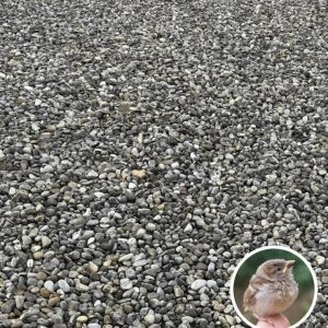 Only People With Eagle Eyes Can Spot This Hidden Bird