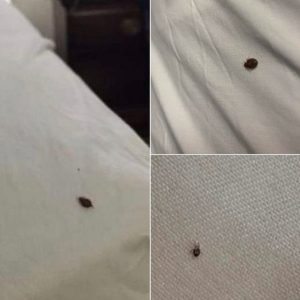 If you find a tick inside your home,