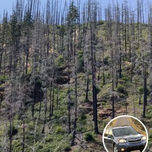 Only People With ‘Eagle Eyes’ Can Spot