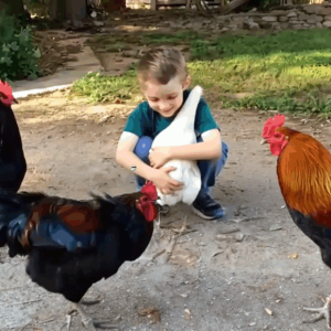 Everything Was Fine—Until He Picked Up That One Chicken