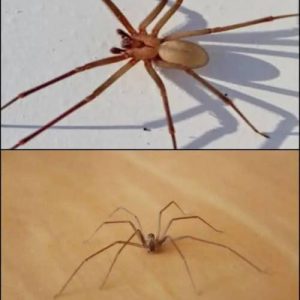 Be Careful! This Spider Will Harm You With